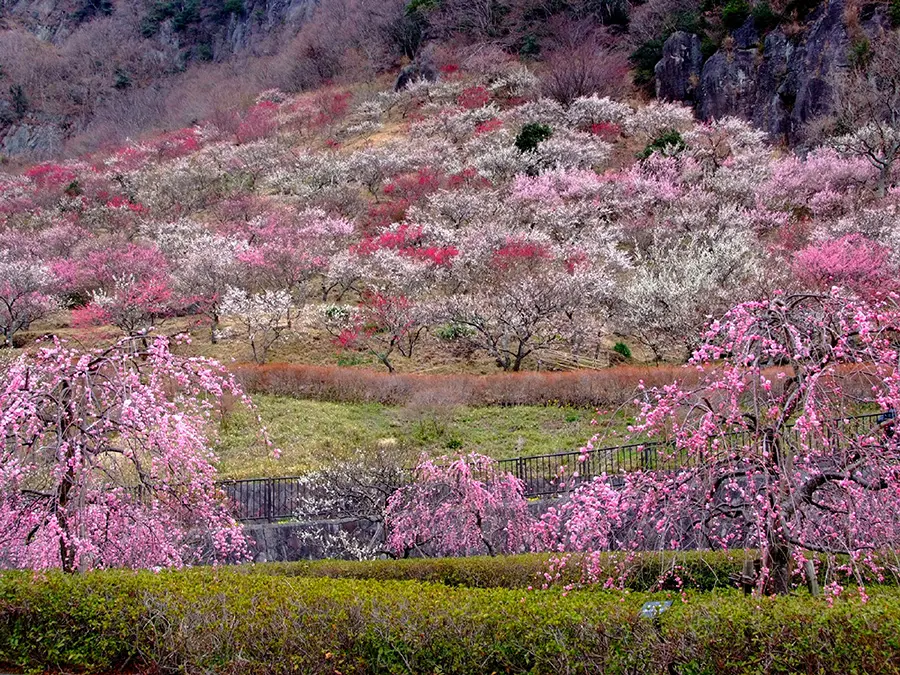 幕山公園(湯河原梅林) イメージ