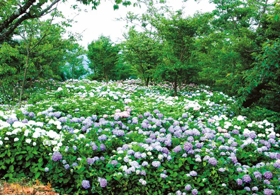 城山(あじさいの郷) イメージ